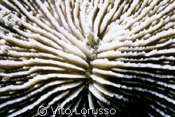 Corals by Vito Lorusso 